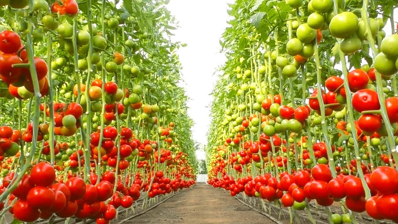 Elmarwa Company Website